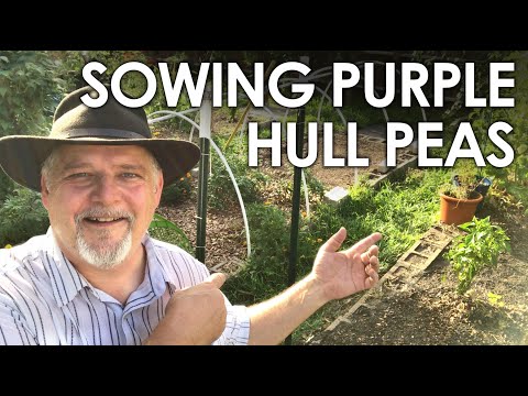 Video: Întreținerea mazărelor purple hull: sfaturi despre cultivarea mazăre purple hull