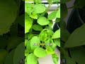Top Vegetables to Start Indoors in April in Europe