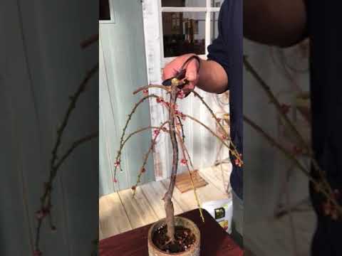 盆栽の育て方 枝垂れ梅盆栽の花が終わったら その1 切るところ編 Youtube