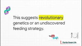 Is Contender The Atlantic's Giant White Shark REALLY a Great White Shark?