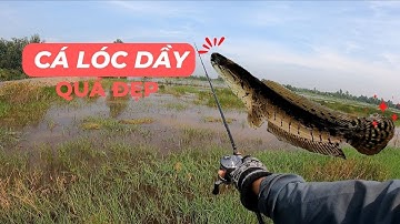 CÂU CÁ LÓC : ĐI CÂU LŨ DÍNH CÁ LÓC DẦY QUÁ ĐẸP | #caucaloc #recaloc #5râuđivàcâu #fishing