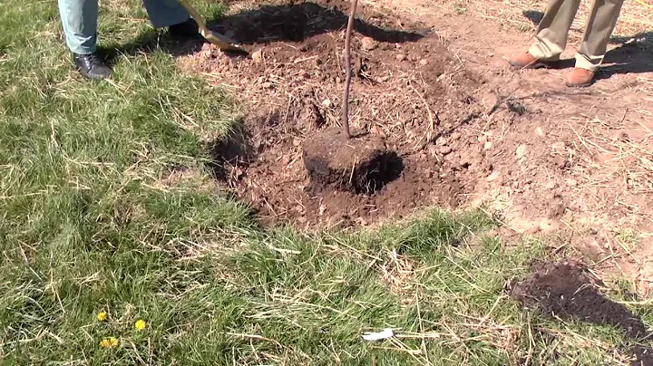 Tree Planting Tips by Andy Sheetz