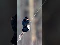 Red-winged Blackbird Singing - #Shorts from an upcoming new video to be released later this week