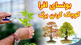 تکنیک ساخت درخت بنسای افرا کلکسیونی | maple bonsai defoliation