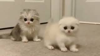 Baby Dogs - Funny and Cute Baby Dog Videos Compilation | #AdorableAnimals #cats  #cat by Adorable Animals 38 views 1 year ago 1 minute