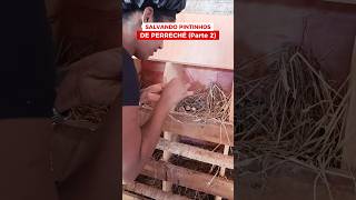Ajudando o pintinho a nascer: Parto de galinha! 🐣🐓