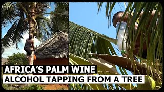 Amazing 'PALM WINE' harvesting Skills in Kenya, Alcohol Tapped from A Coconut Tree I Discoveries TV