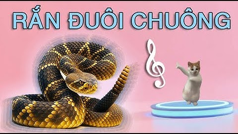 BÀI HÁT Rắn Đuôi Chuông / Giai Điệu Kiến Thức