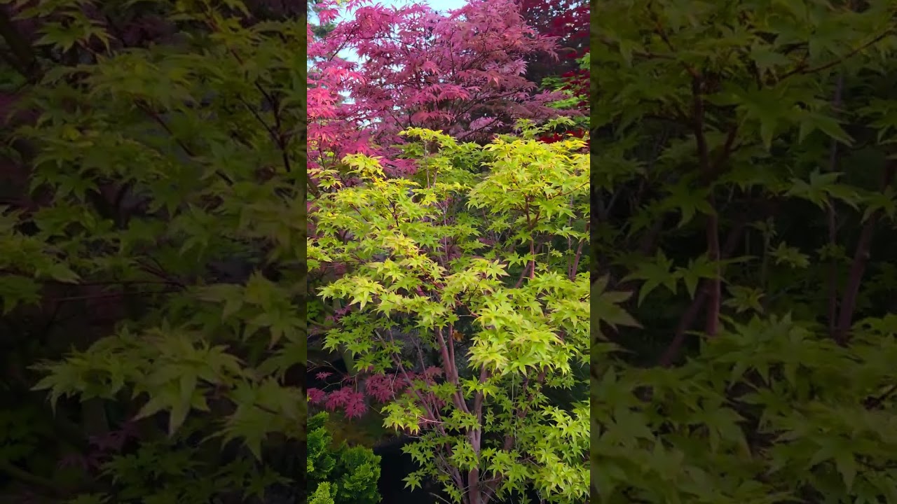 WHAT IS PRETTIER, RED OR PINK JAPANESE MAPLE - AMAZING MAPLES