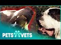 Bulldog Mastiff Fights Brown Bear To Protect Owner | Pet Heroes | Pets & Vets