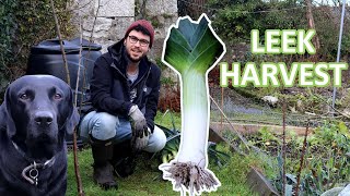 Growing Leeks From Seed to Harvest | How To Grow Great Leeks Every Time