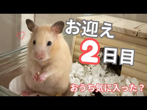 ぽてっとはむ - YouTube