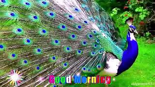 video gana video gana kya kar rahe ho