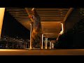 Beginning of video