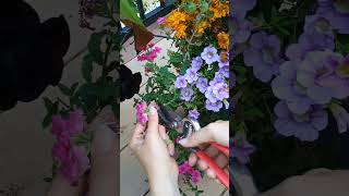 Do you need to Fertilize Annuals?  #garden #gardening #flowers #Deadheading