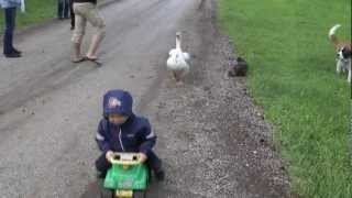 Angry Goose v 2 yr old child    and his dog and cat   HILARIOUS