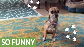 Chihuahua shows off impressive arsenal of tricks