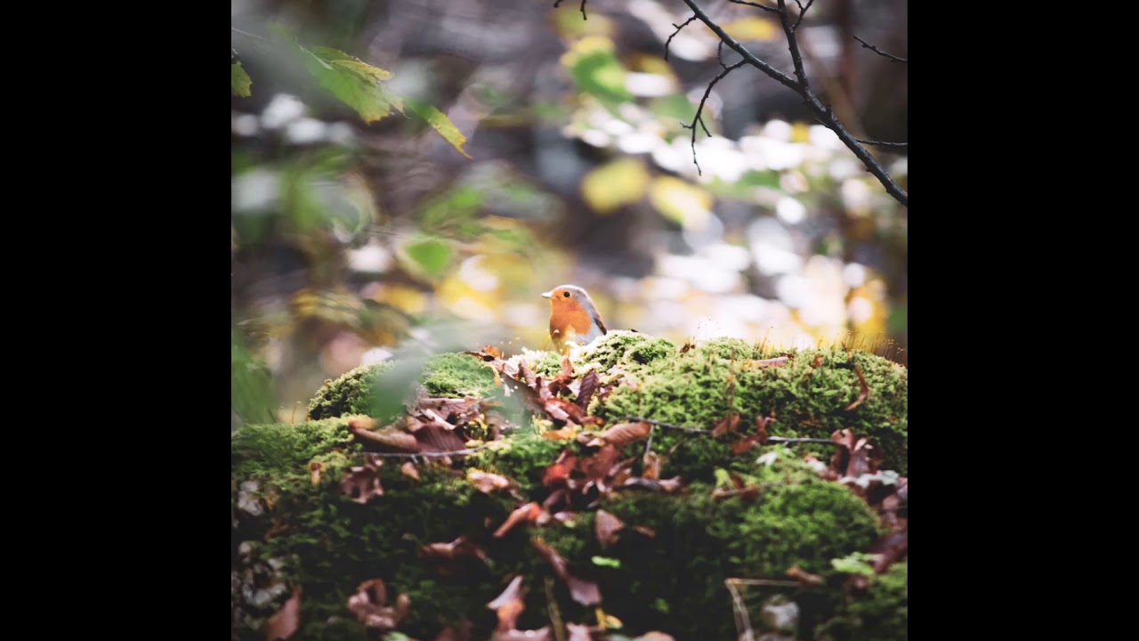 Alvise Nodale // Al Vaive encje il Soreli