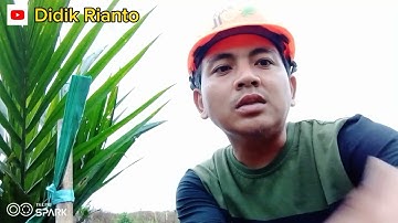 ‼️PART 3 PENGENDALIAN HAMA BERUK/MONYET
