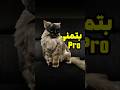 هزینه هاش رفته بالا Cat پنگول Kitten Catfunny Cute Catvideos Pets خنده Funny بتمنی هزینه هاش رفته بالا Cat پنگول Kitten Catfunny Cute Catvideos Pets خنده Funny بتمنی