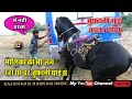 Marwari Horse ll गोवर्धन पूजा के लिए निकले एक साथ कई सारे घोड़े