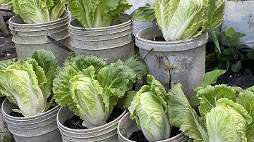 How to grow chinese cabbage in bucket 5 gallon, from seed to harvest cooking