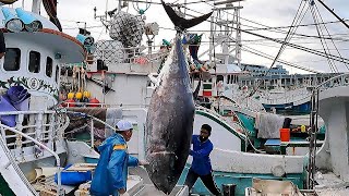 990 Lbs Monster / Amazing skills！Giant bluefin tuna cutting Master/巨大黑鮪魚切割大師