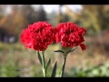 لون القرنفل زيّ لون خدودك  ♫  يوسف التميمي   ♫
