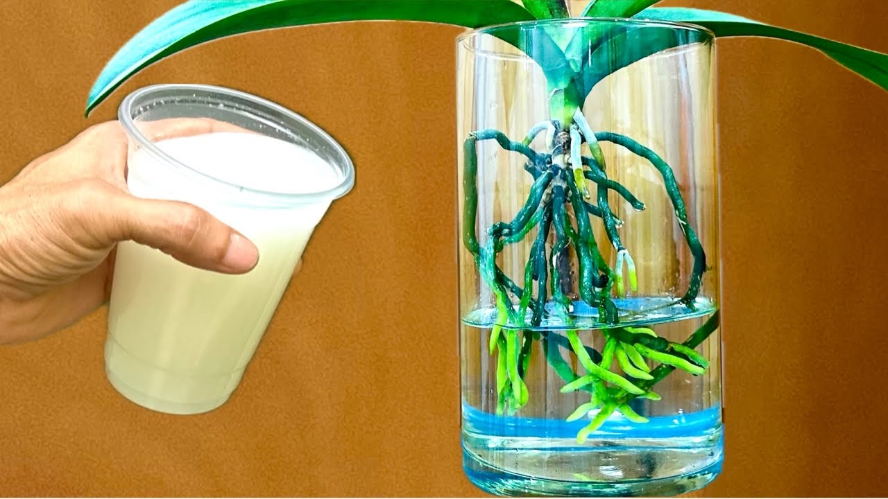 Эта чудо-вода заставит орхидеи мгновенно и легко отрастить корни