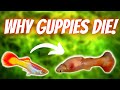 4 Reasons Why Guppy Fish Die (WHY ARE THEY DYING???)