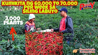 Ganito Kalaki Ang Kitaan Sa Siling Labuyo 3000 Plants