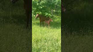 Baby horse in forest