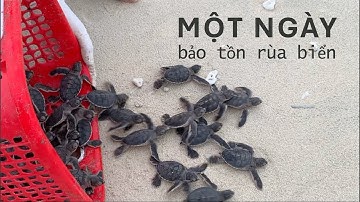 Một ngày bảo tồn rùa biển tại hòn Bảy Cạnh VQG Côn Đảo