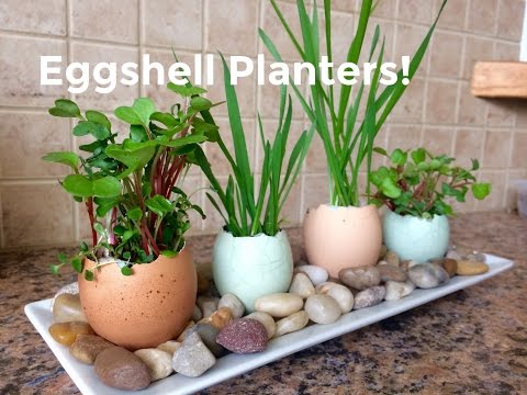 Video: Eggskallfrøplanter for barn - Lær om å dyrke planter i eggeskall