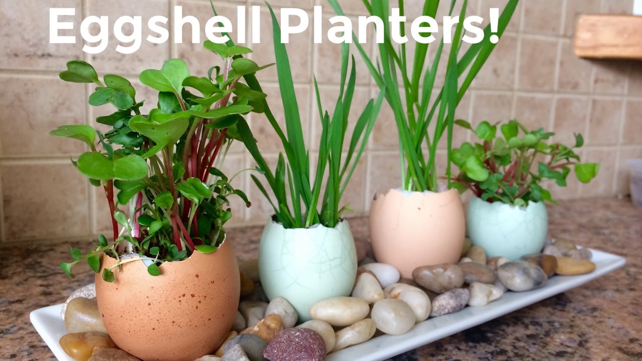 Eggshell Planters Gardening With Kids Youtube