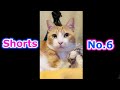 #Shorts【思わず目が合った猫】Eyes met with cat【ショート動画】