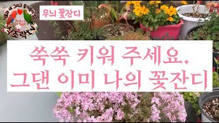 식조락tv 무늬 꽃잔디는 무늬무늬 해도 무늬 꽃잔디~
