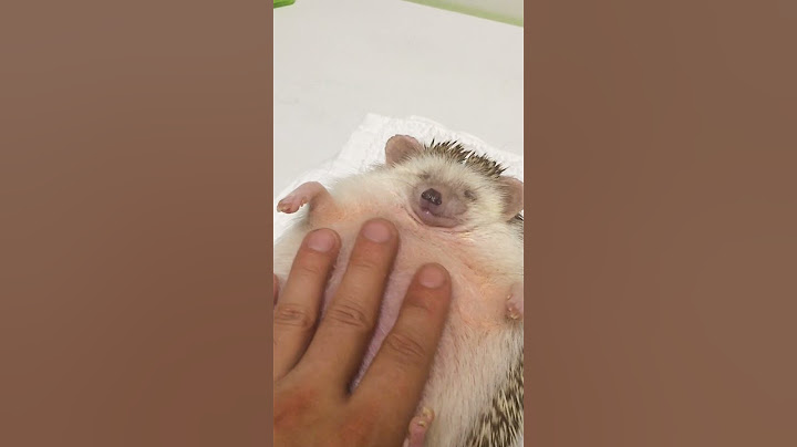 Hilarious Hedgehog LOVES Massages!