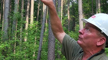 Measuring tree height with a clinometer