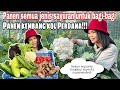 PANEN KEMBANG KOL PERDANA!!! || PANEN SEMUA JENIS SAYUR YANG ADA Di KEBUN UNTUK DIBAGI