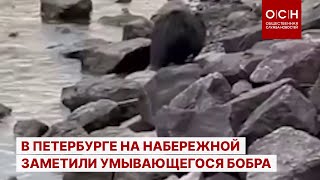 В Петербурге на набережной заметили умывающегося бобра