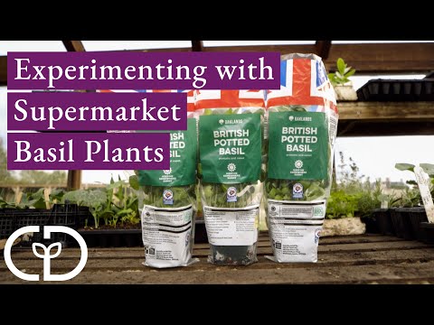 3 Different Ways of Growing Potted Basil