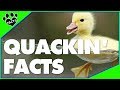 Top 10 Fun Facts About Ducks