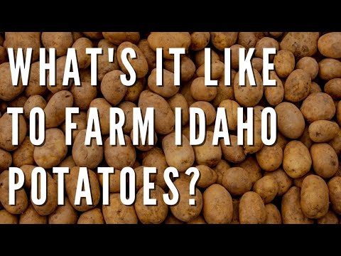 Video: Este cartofii ruginii la fel cu idaho?