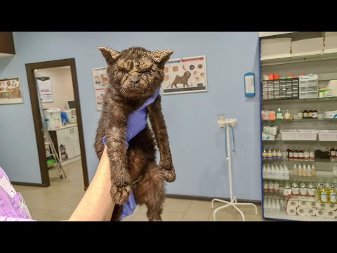 Wideo: Pomoc Bezdomnym Kotom Przez Zimę