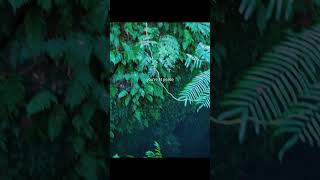 Saia Tu'itahi playing the Fangufangu instrument