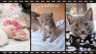 MAMA CAT RAISES KITTENS | Watch 8 Weeks of Growth! VLOG