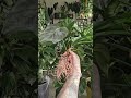 Why Mineral Substrate Works 🌱 #shorts