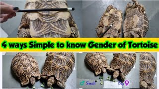 Tortoise Gender Male or Female Simply Identification  ♀️♂️How to know  #StarTortois