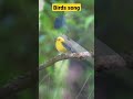 Enjoy the bird song